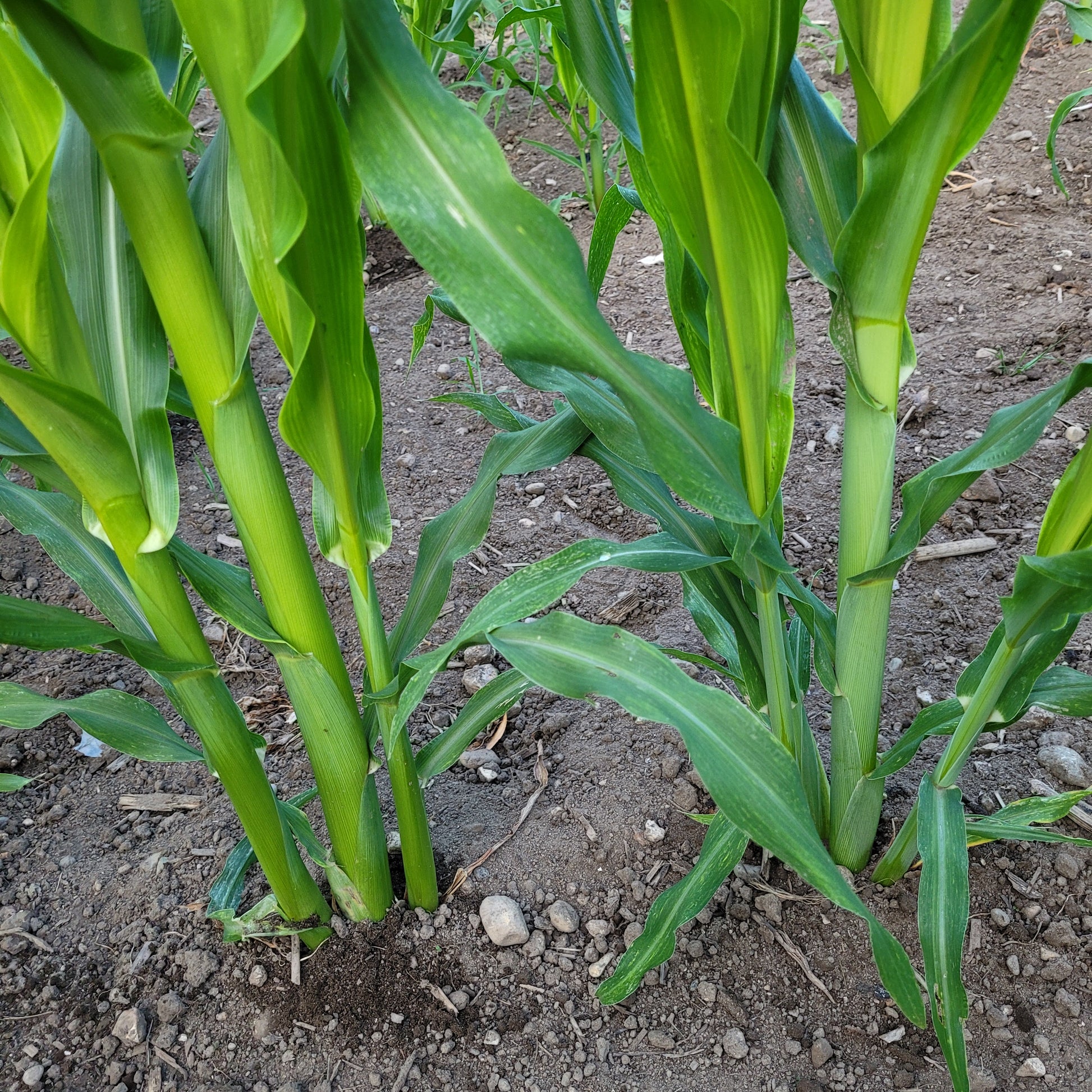 NRC Parching Corn