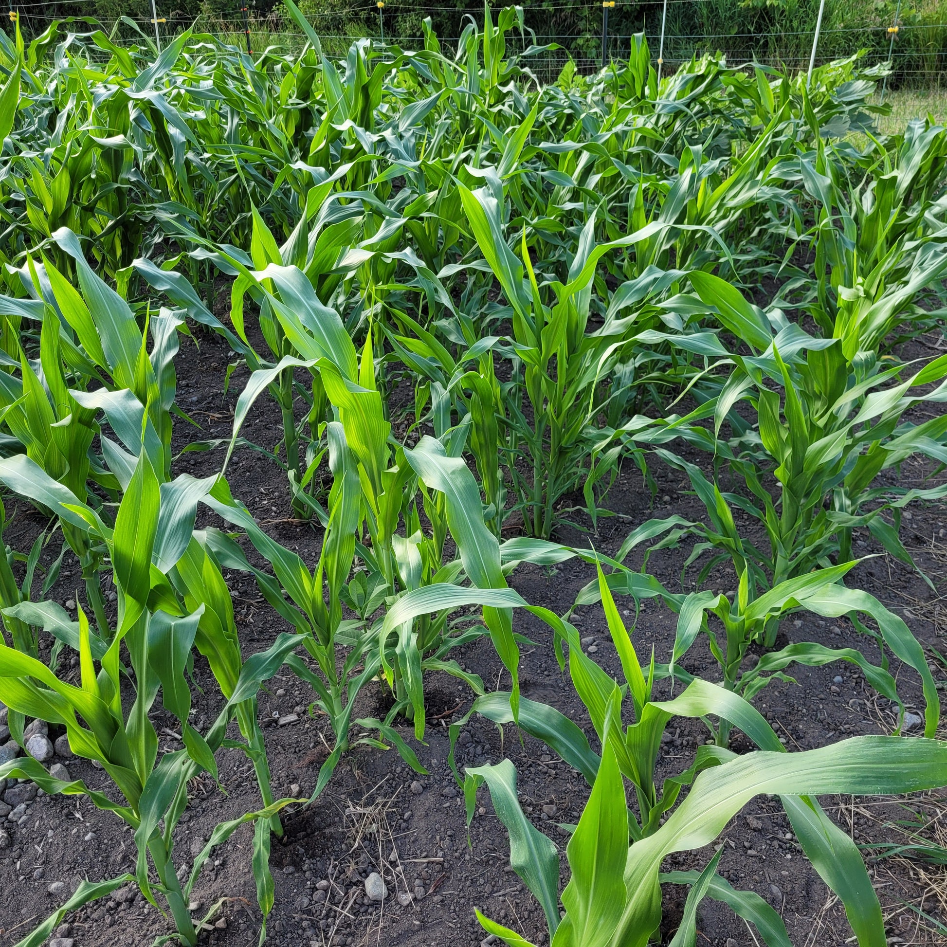 NRC Parching Corn