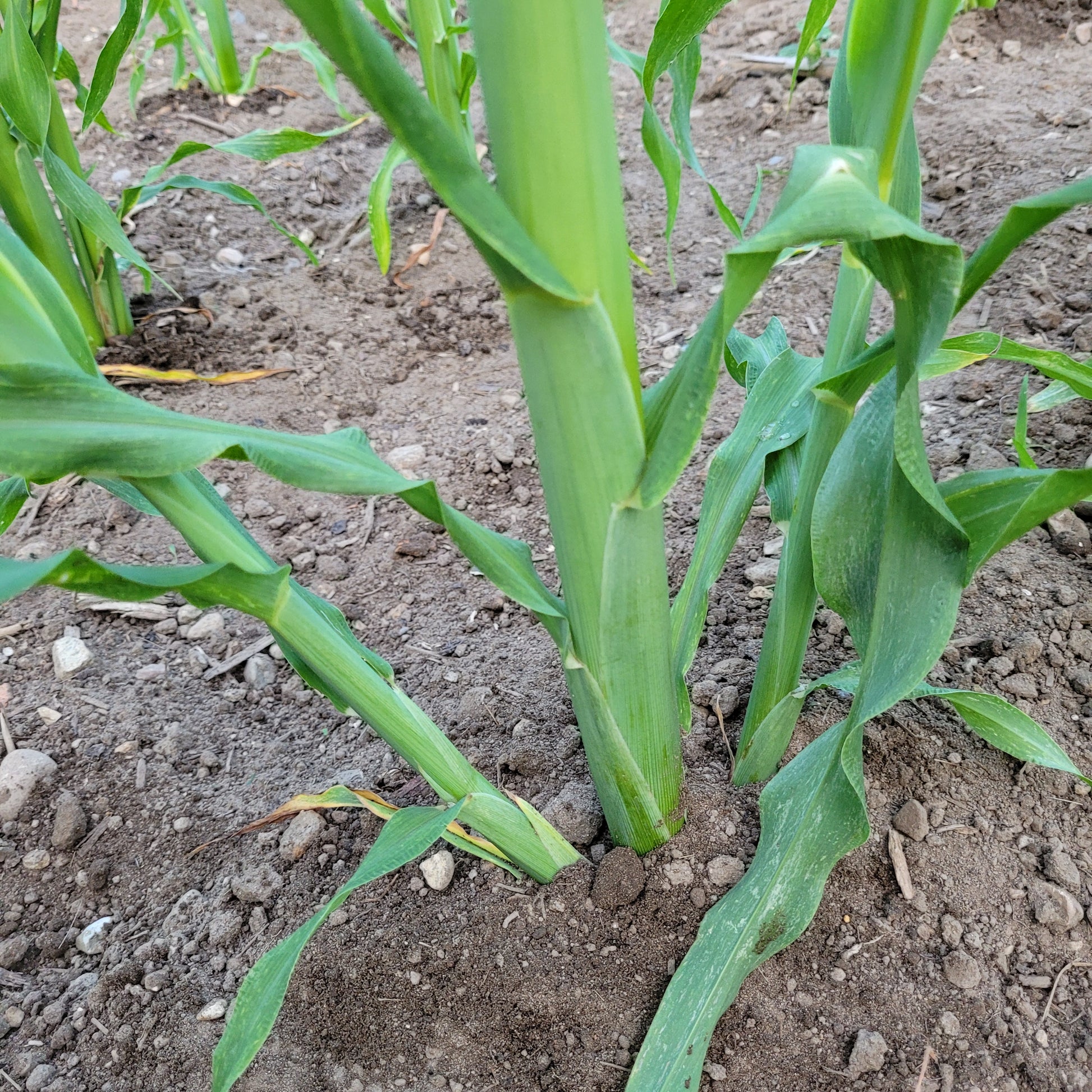 NRC Parching Corn