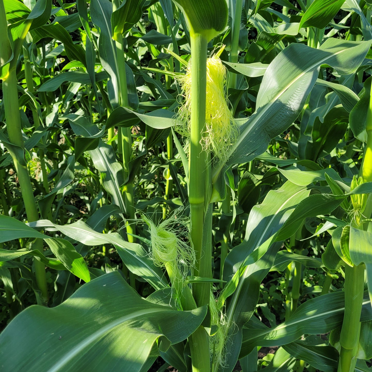 early ear formation in Polar Dent Corn