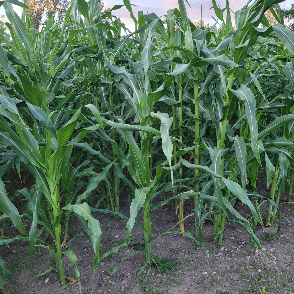 Corn Patch White Parching Corn β Great Lakes Staple Seeds