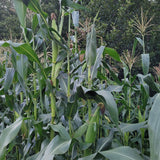 a range of 1, 2 and even 3 ears per stalk on Polar Dent Corn