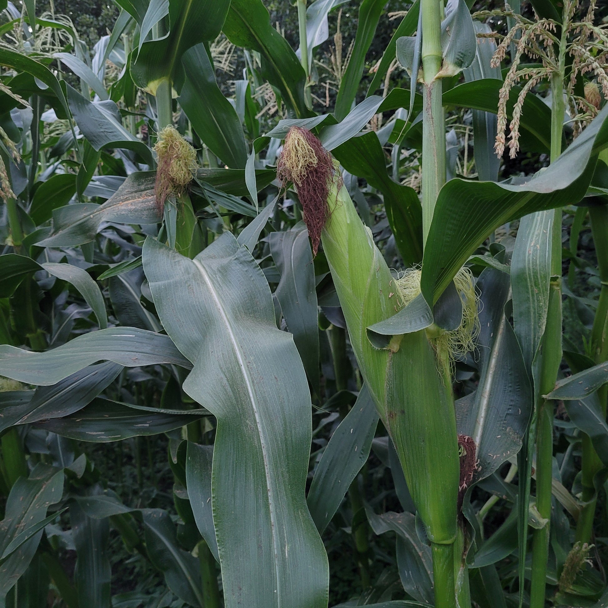 nice ear of Polar Dent Corn