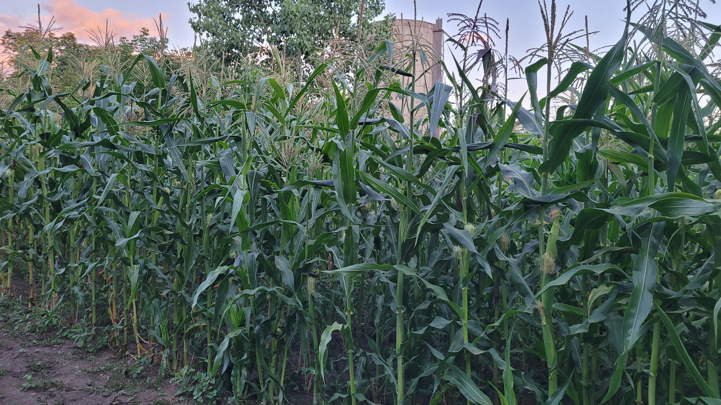 Polar Dent Corn