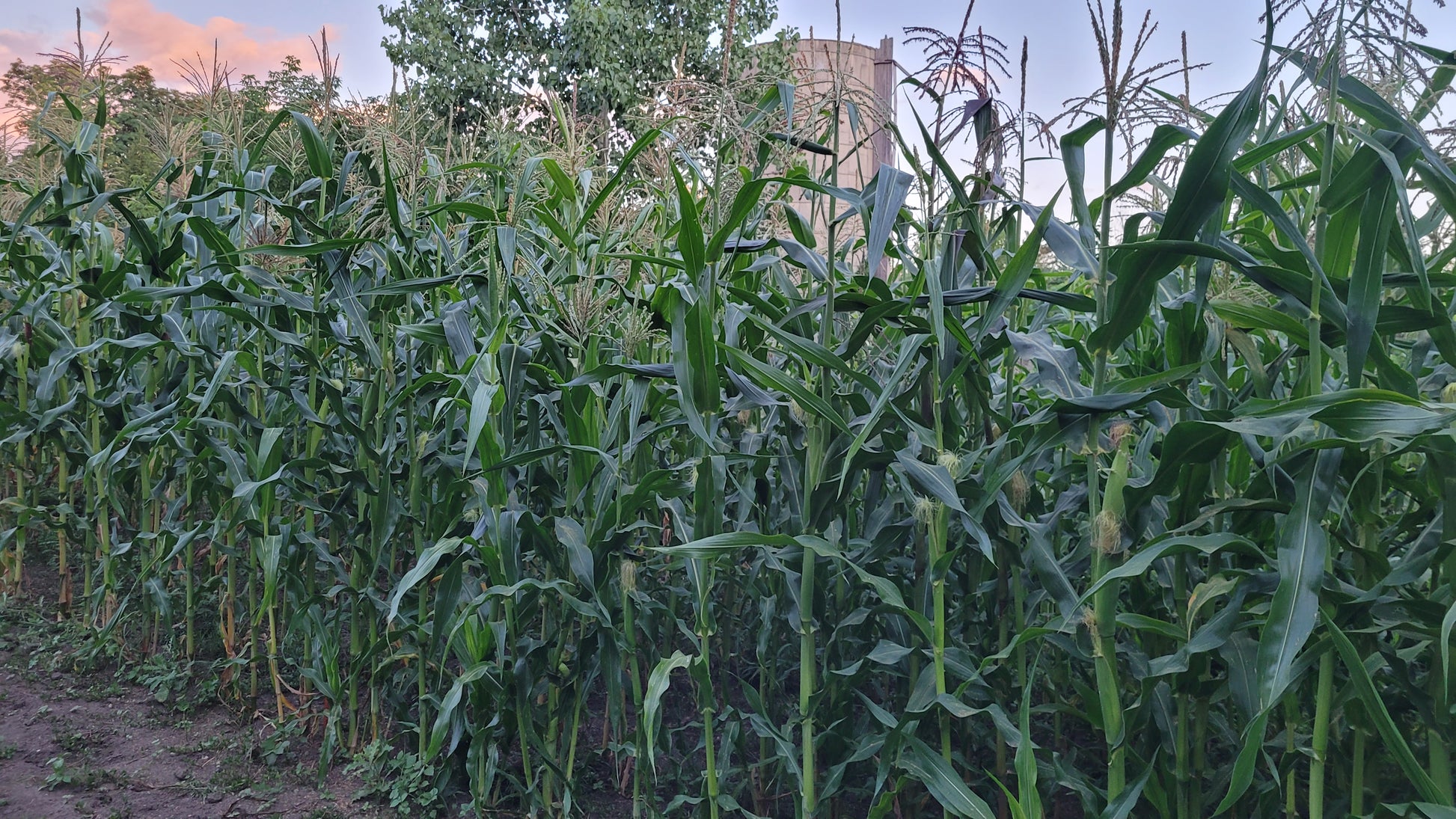 Polar Dent Corn