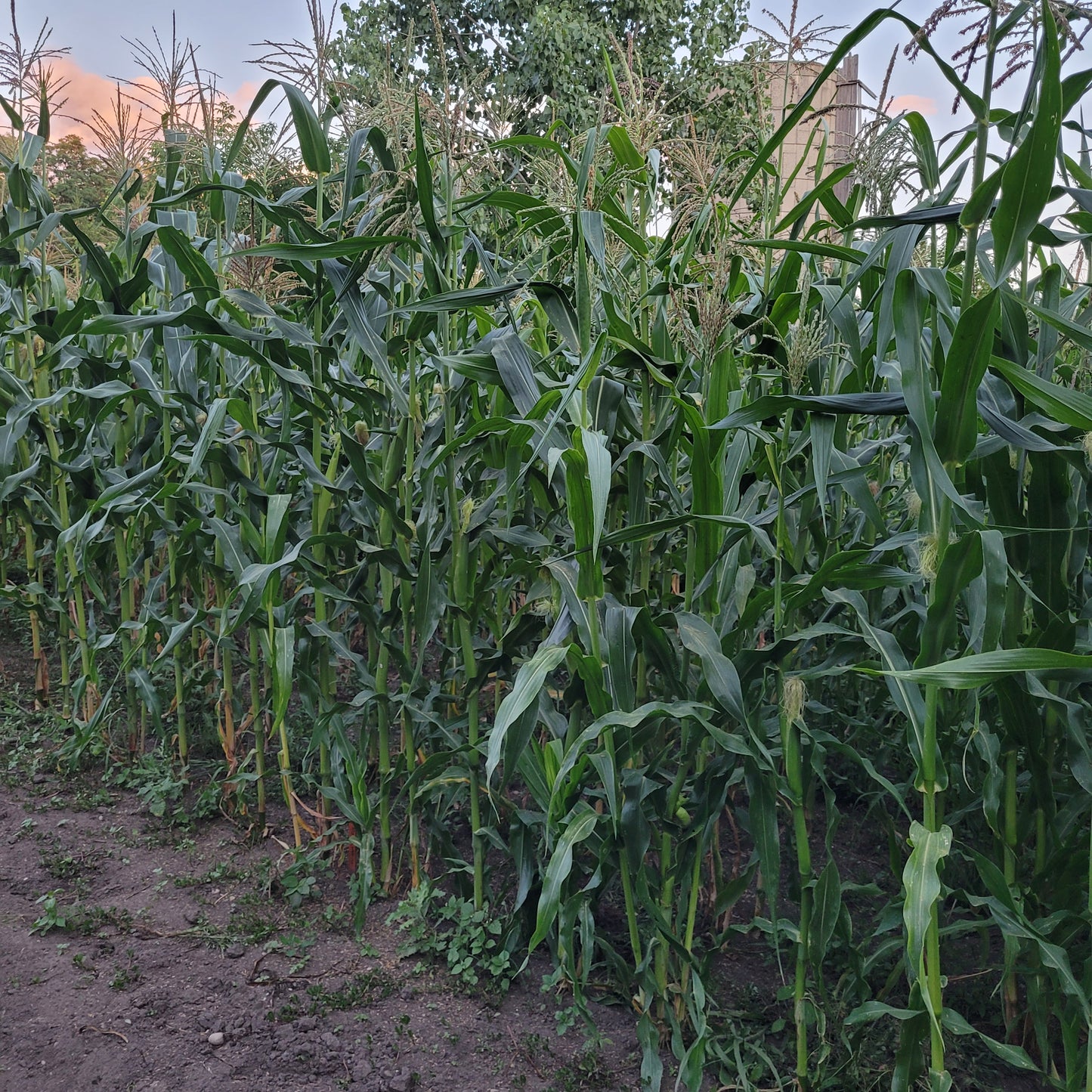 Polar Dent Corn