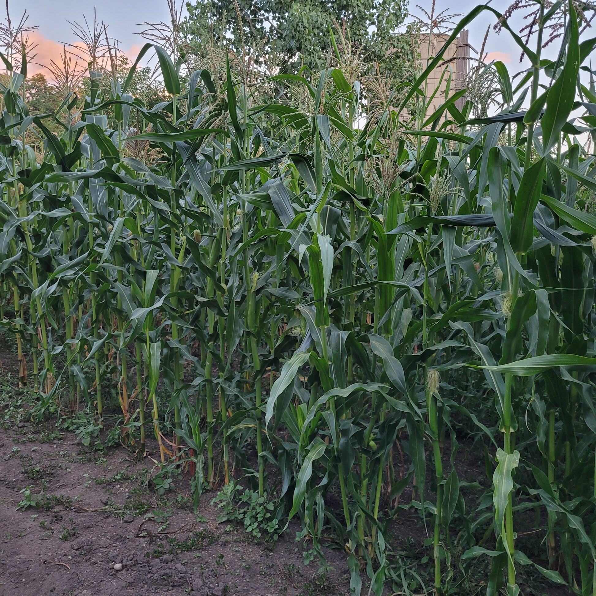 Polar Dent Corn