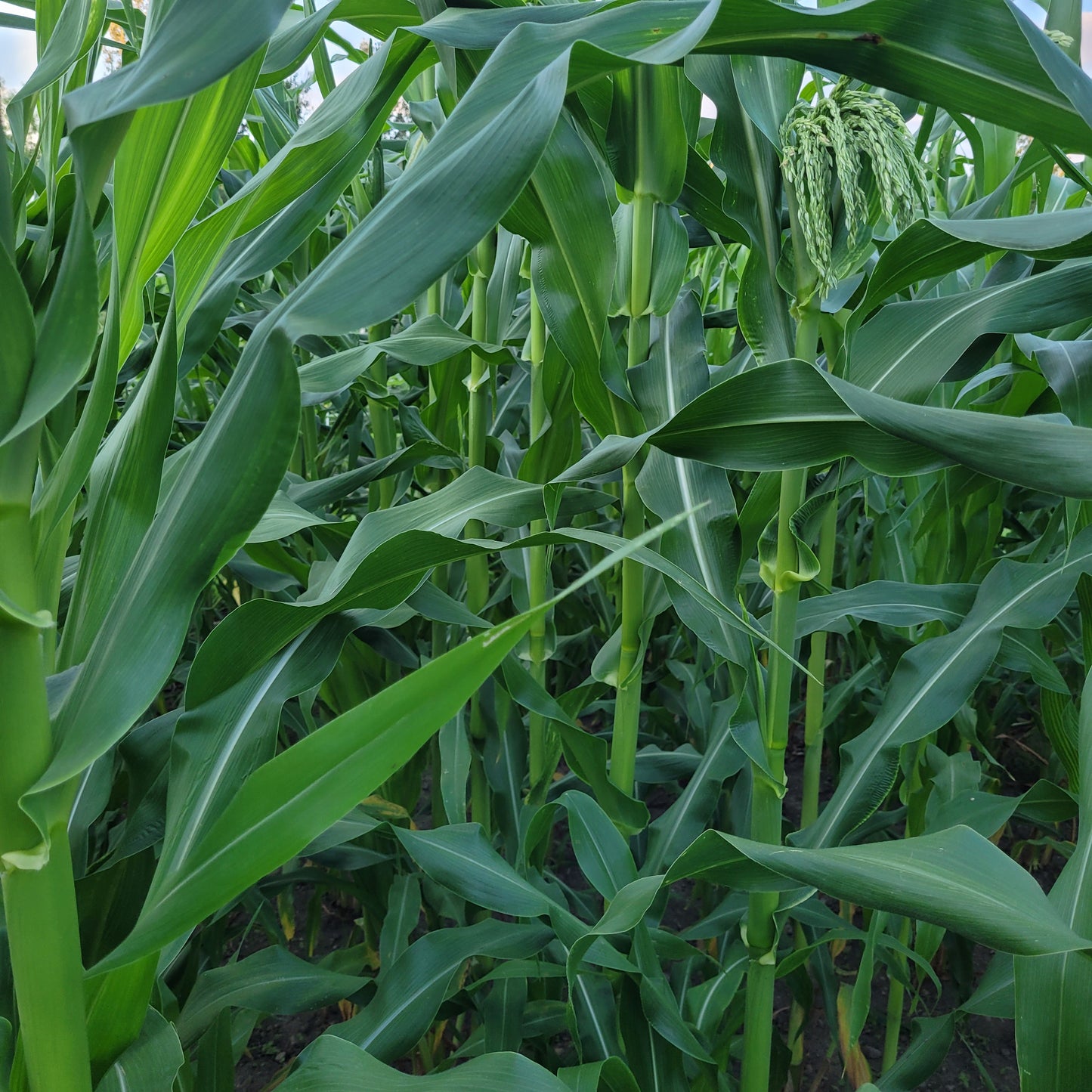 NRC Parching Corn beginning to tassel