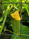 pick and bloom Vorgebirgstrauben Pickling Cucumber