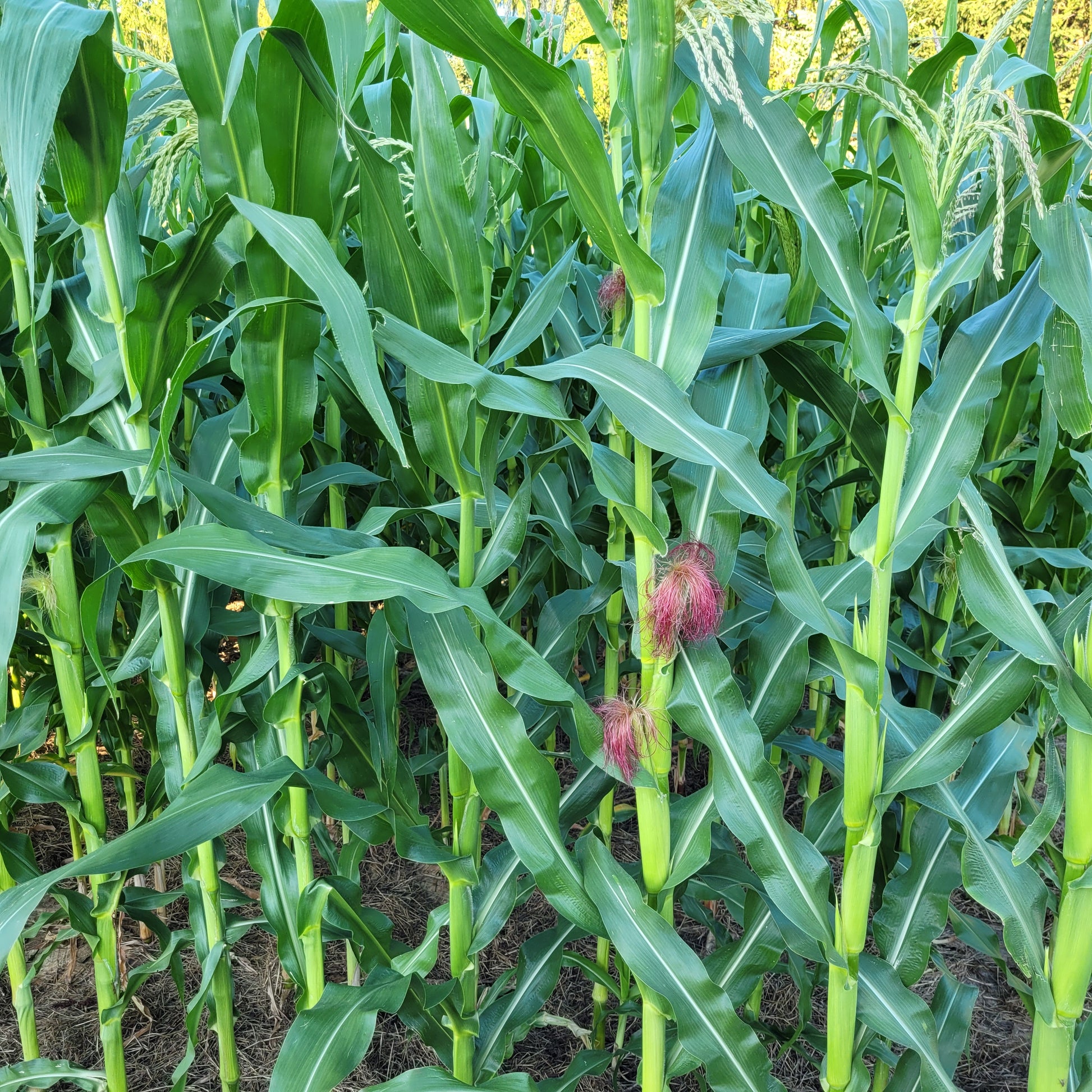 New York Amish Mushroom Popcorn