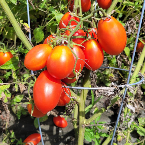 Fiaschetto di Manduria Tomato