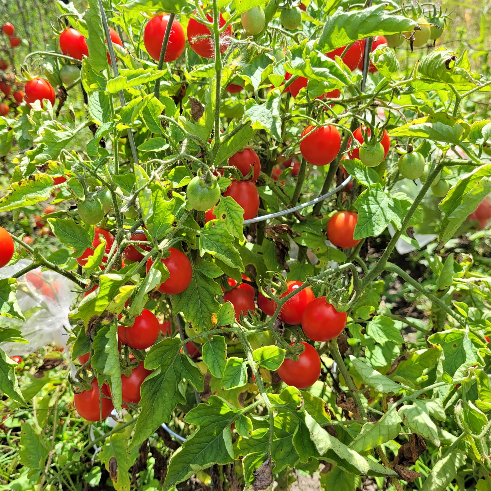 Grappolo d' Inverno Tomato