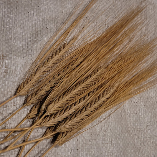 Homestead Early Two Rowed Winter Barley