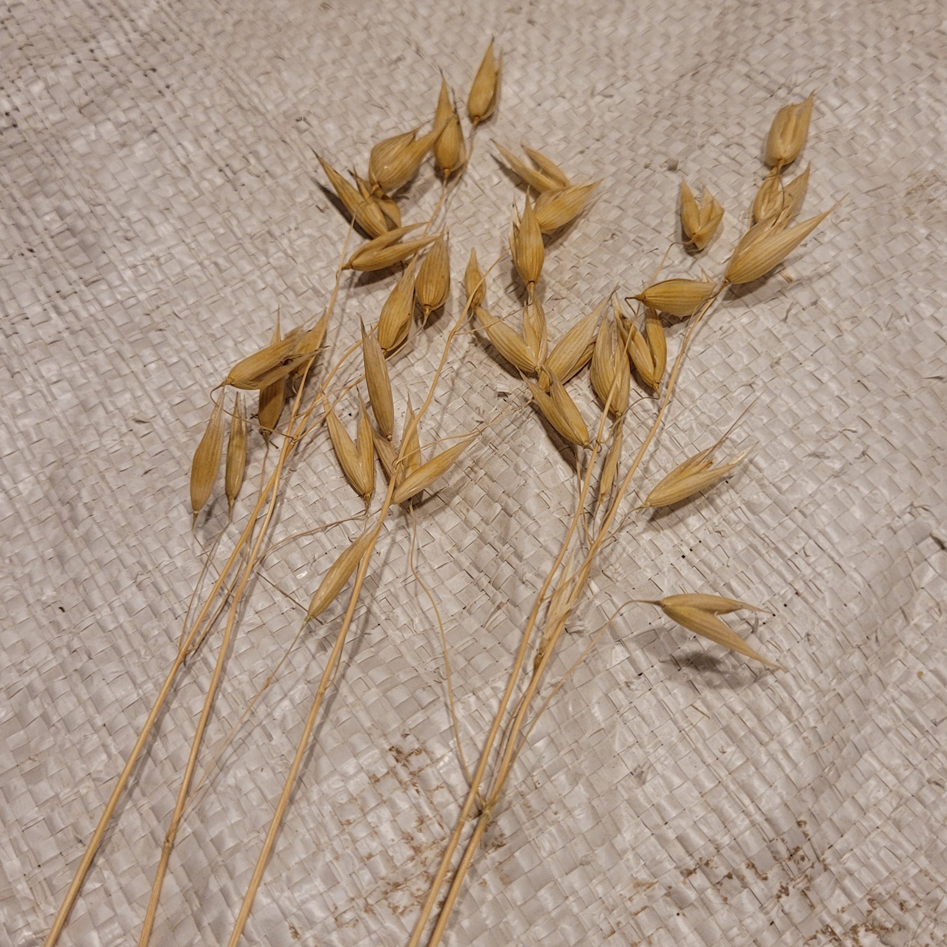 Pennlan Oats Spring Planted