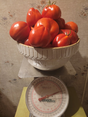 Pomodoro Grosso di Rotonda Tomato yields heavy fruits