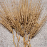 Pike Barley