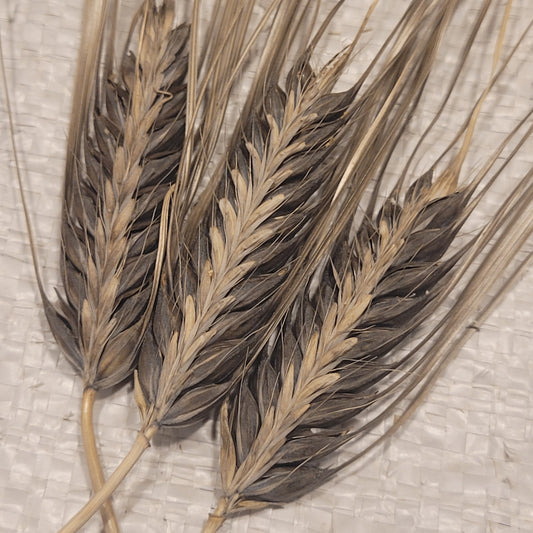 Black Naked Hull-less Barley (Hulless)