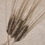 Black Naked Hull-less Barley (Hulless)