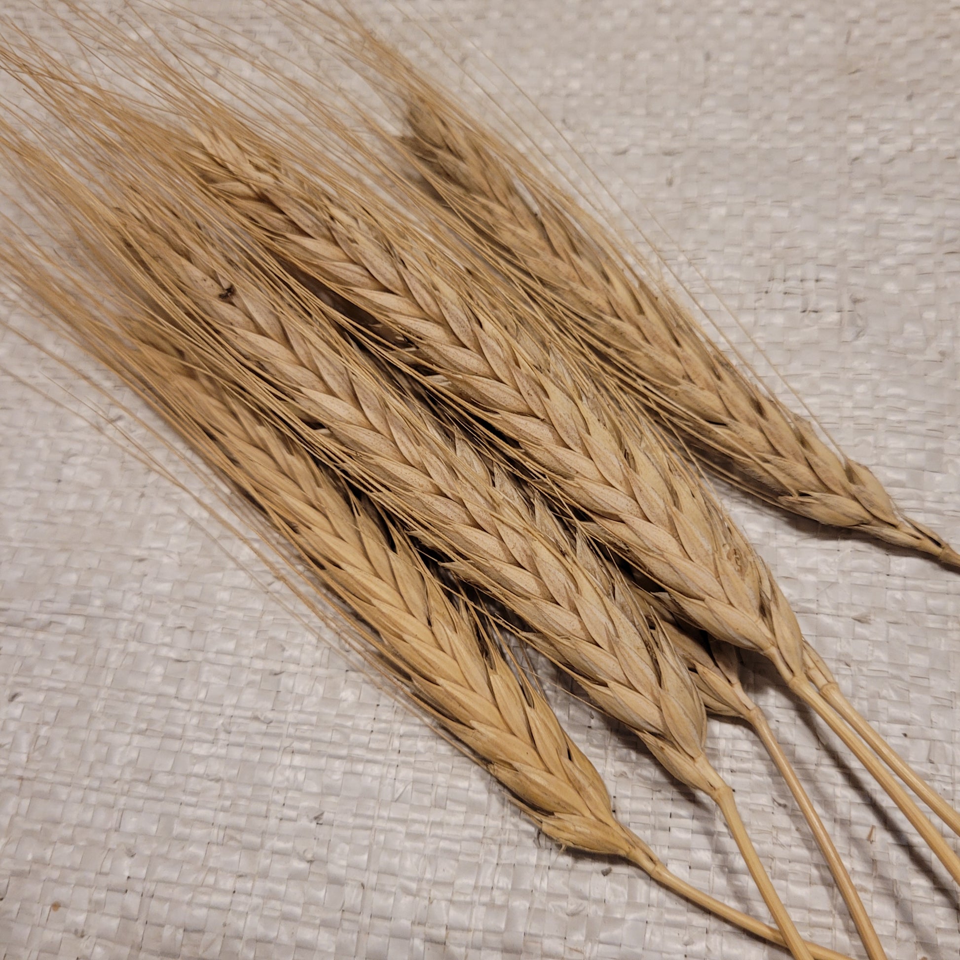 Bokolo Triticale