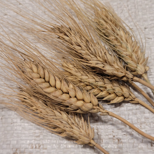 Salzmunder Bartweizen Triticale has beautiful head awn structure