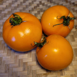 Dicoff's Yellow Tomato