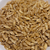 seeds Bai Chin Ke Barley naked hullless hull-less