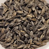 seeds of Black Russian Barley