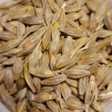 Homestead Early Two Rowed Winter Barley seeds