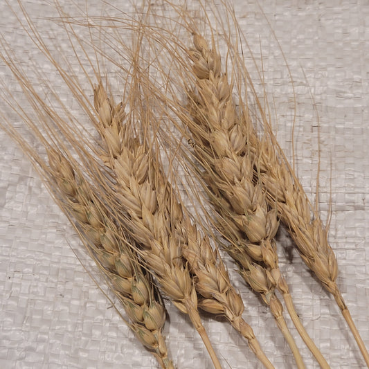 Ukrainka Winter Wheat heavily awned