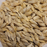 Wintermalt Barley seeds
