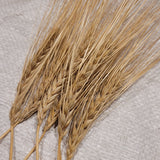 Fimbul Barley heads with long awns