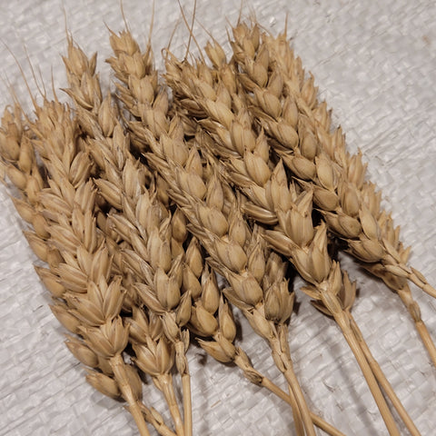 LaPorte Wheat