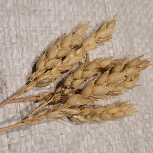 heads of Michikof Wheat