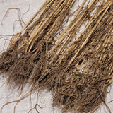 roots and tillers of Saficha Durum Wheat
