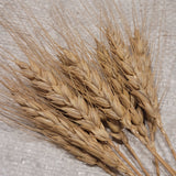 Solina Wheat awned heads