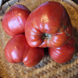 Indiana Red Tomato can get BIG