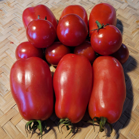 Naughty but Nice Homestead Tomatoes