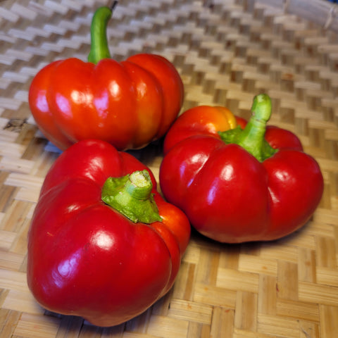 Hussli Tomato Pepper