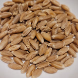 seeds of Ma Cha Mai Triticale