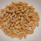 seeds of Riebesel Triticale