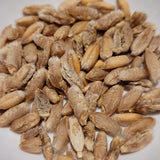 seeds of Uzor Triticale