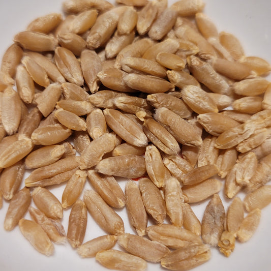 seeds of Xin Mai Triticale