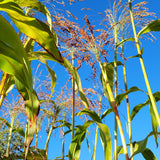 Iowa Red Broomcorn (Sorghum)