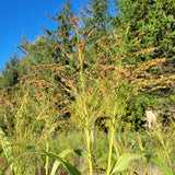 Red Hungarian Broomcorn (Sorghum)