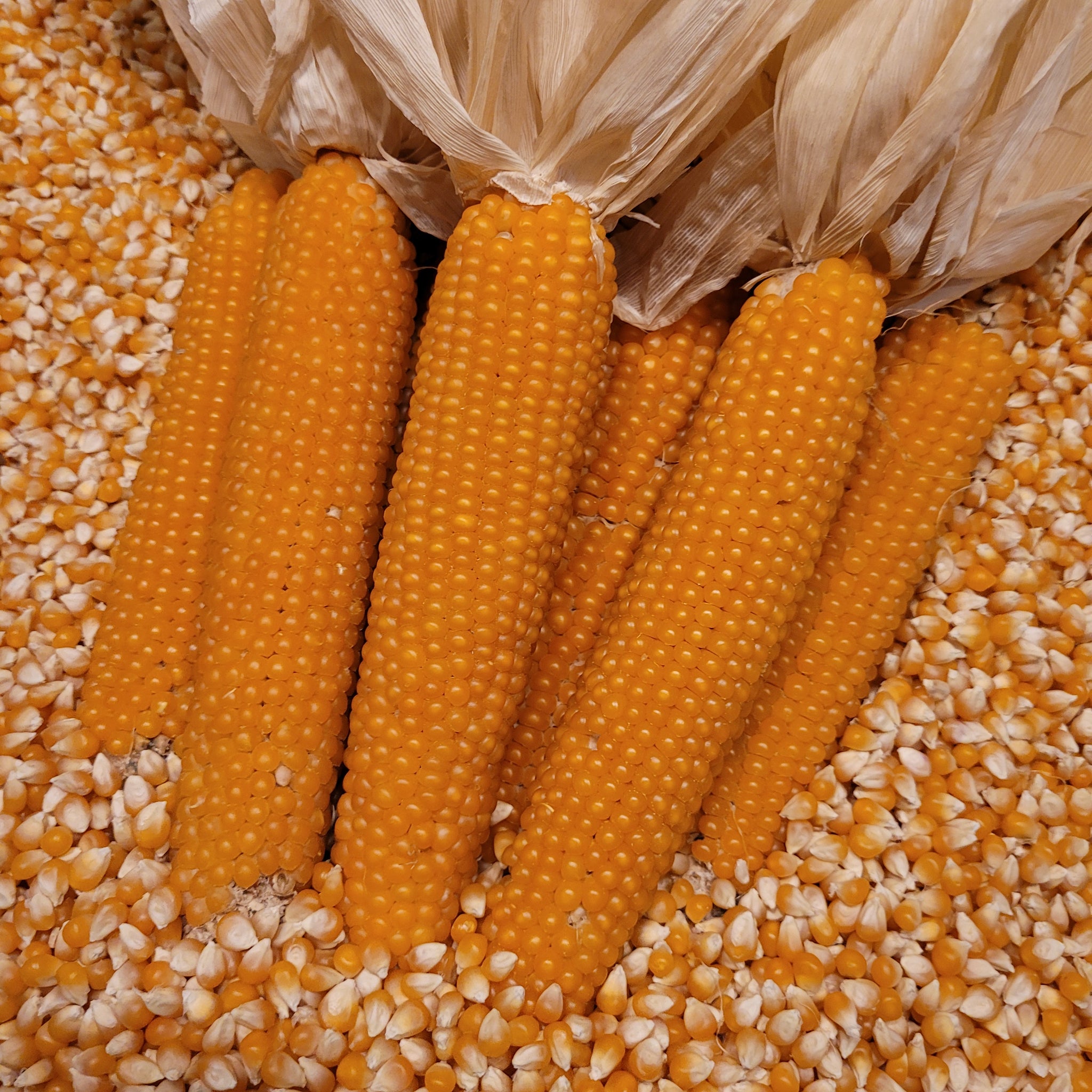 white mushroom popcorn kernels