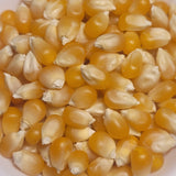 seeds of New York Amish Mushroom Popcorn