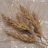 Bacska Wheat
