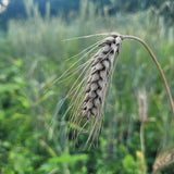 Oowa Barley