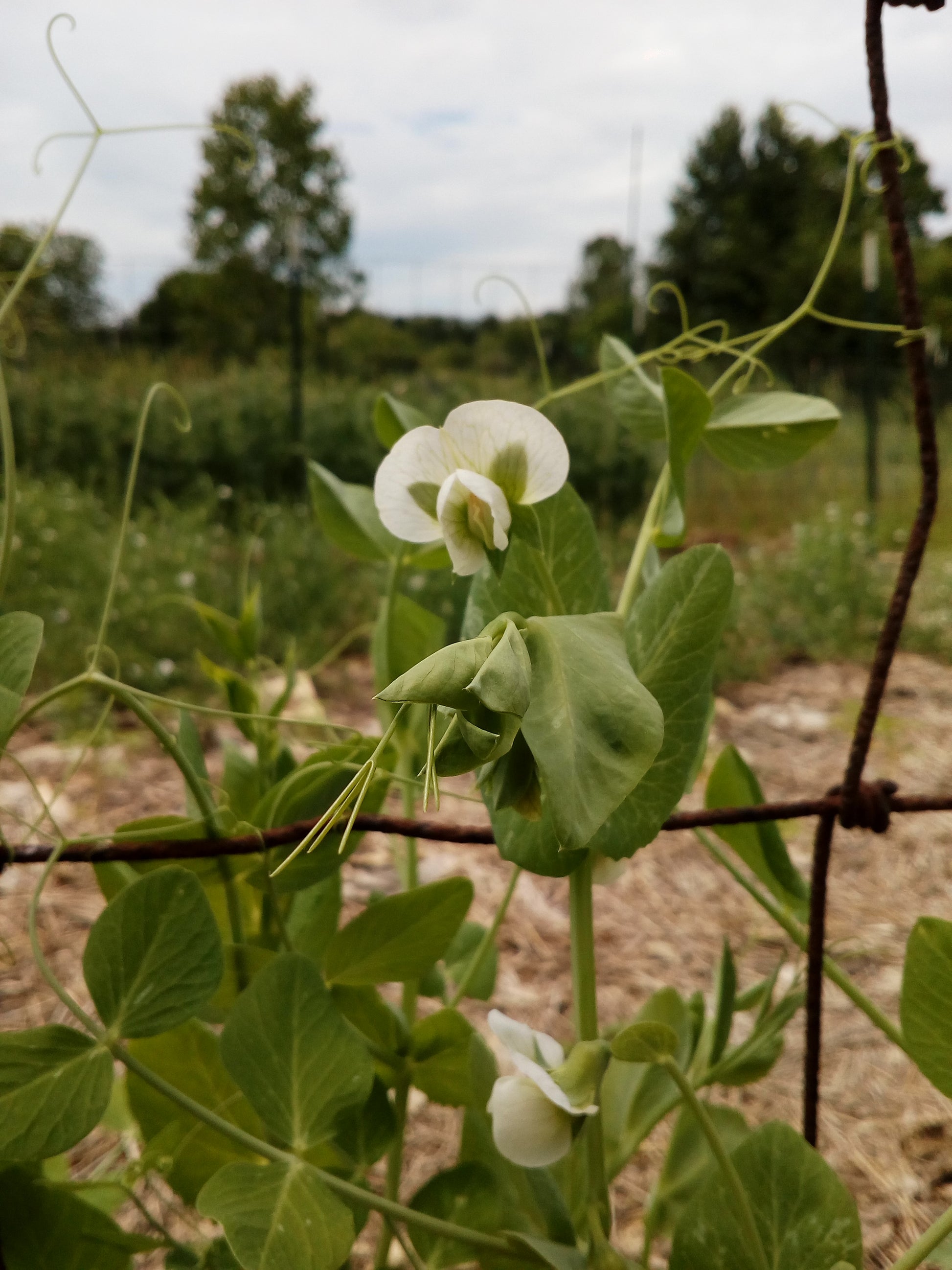 Amplissimo Viktoria Ukrainskaya pea blossom