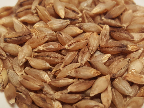 6 Rowed Barley 6-Rowed Barley ~ Great Lakes Staple Seeds